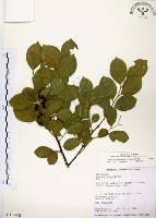 灰木藏品圖，第1張