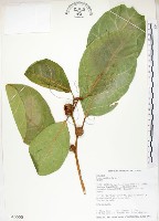 大冇榕、稜果榕藏品圖，第1張