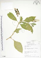 美洲商陸藏品圖，第1張