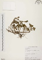 毛馬齒莧藏品圖，第1張