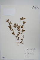 玉山小蘗藏品圖，第1張