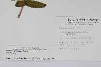 阿里山忍冬、漸尖葉忍冬藏品圖，第2張