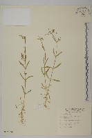 細葉卷耳藏品圖，第1張