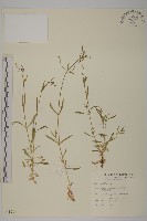 細葉卷耳藏品圖，第1張