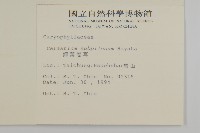 細葉卷耳藏品圖，第2張