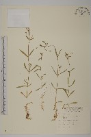 細葉卷耳藏品圖，第1張