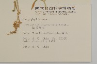 細葉卷耳藏品圖，第2張