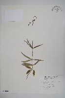 輪葉沙參藏品圖，第1張