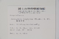 輪葉沙參藏品圖，第2張