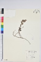 高山白珠樹藏品圖，第1張