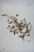 川上氏忍冬藏品圖，第1張