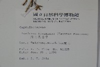 川上氏忍冬藏品圖，第2張