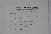 川上氏忍冬藏品圖，第2張