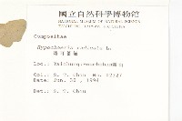 貓兒菊藏品圖，第2張