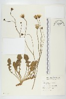 貓兒菊藏品圖，第1張