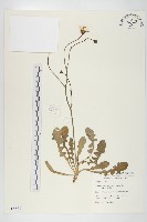 貓兒菊藏品圖，第1張