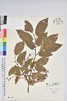 南燭藏品圖，第1張