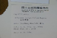 玉山糯米樹、狹葉糯米樹藏品圖，第2張