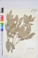 狹葉椆藏品圖，第1張