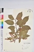 南燭藏品圖，第1張