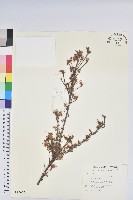 細葉杜鵑、南湖杜鵑、志佳陽杜鵑藏品圖，第1張