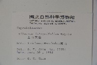 玉山糯米樹、狹葉糯米樹藏品圖，第2張