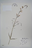 輪葉沙參藏品圖，第1張