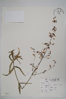輪葉沙參藏品圖，第1張