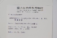 輪葉沙參藏品圖，第2張