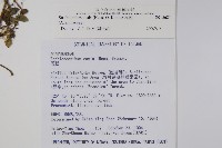 腺萼馬藍藏品圖，第2張