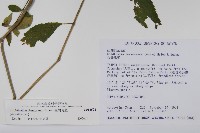 臺灣馬藍藏品圖，第2張