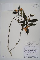 臺灣馬藍藏品圖，第1張