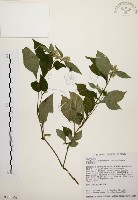 臺灣鱗球花藏品圖，第1張