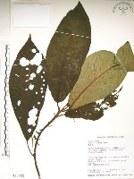 水冬瓜藏品圖，第1張