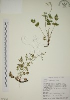 玉山茴香藏品圖，第1張