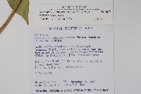 臺灣樹參藏品圖，第2張