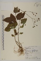 下田菊藏品圖，第1張