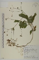 下田菊藏品圖，第1張