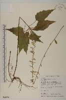 阿里山鬼督郵藏品圖，第1張