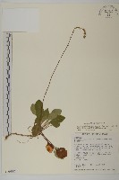 臺灣鬼督郵藏品圖，第1張