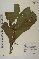 薄葉艾納香藏品圖，第1張