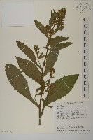 薄葉艾納香藏品圖，第3張