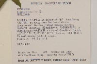 薄葉艾納香藏品圖，第5張