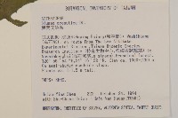 薄葉艾納香藏品圖，第6張