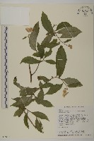 大頭艾納香藏品圖，第1張