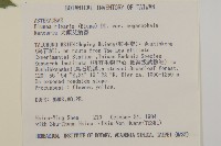 大頭艾納香藏品圖，第2張