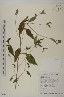 黃金珠藏品圖，第1張