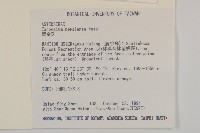 黃金珠藏品圖，第2張