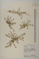 石胡荽、吐金草藏品圖，第1張