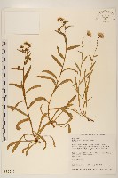 玉山飛蓬藏品圖，第1張